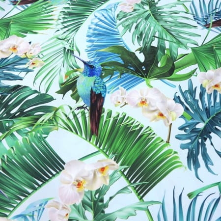 Monstera i koliber1.JPG