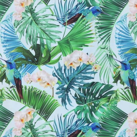 Monstera i koliber2.1.JPG